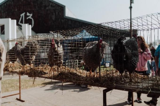 ExpoRural Rafaela: habrá 160 aves y conejos y 60 ovinos