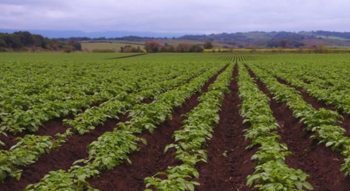 Fertilización foliar: cómo mejora el rendimiento de papa y maní