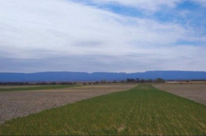 La alfalfa aumenta hasta 25% las reservas de carbono en suelos semiáridos