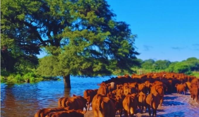 Ganadería: las claves del INTA para enfrentar un escenario de exceso hídrico