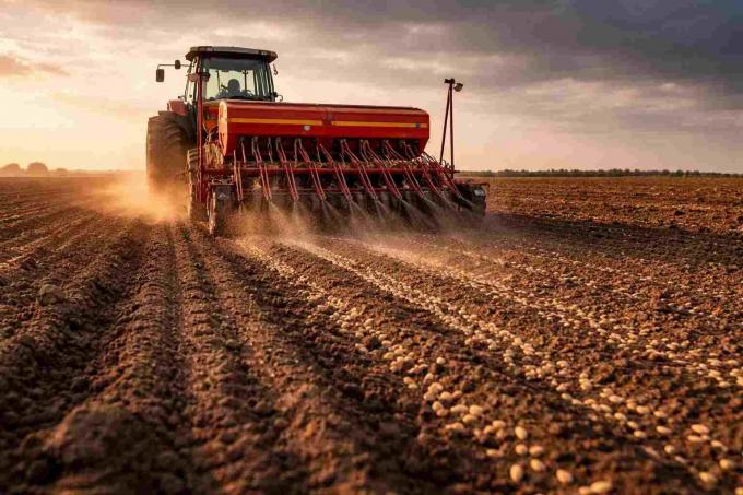Trigo: finalizó la siembra y crecen las expectativas de rinde