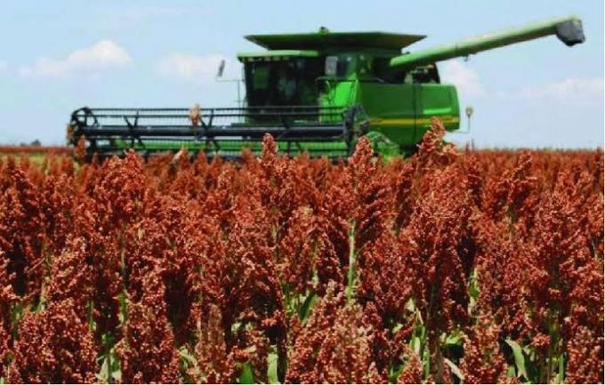 Sorgo: terminó la cosecha y la producción llegó a 2,8 MTn