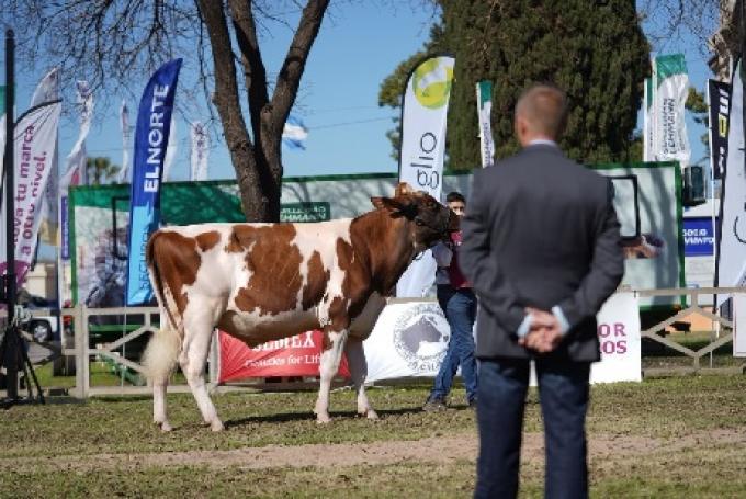 El Colo fue Gran Campeón Macho Holando en Rafaela