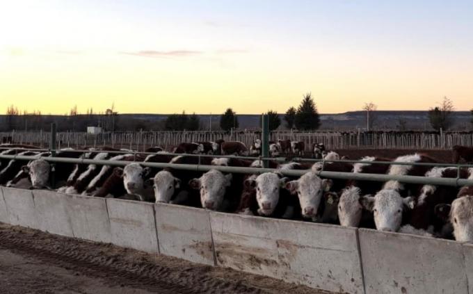Feedlots: SENASA simplifica los requisitos de inscripción