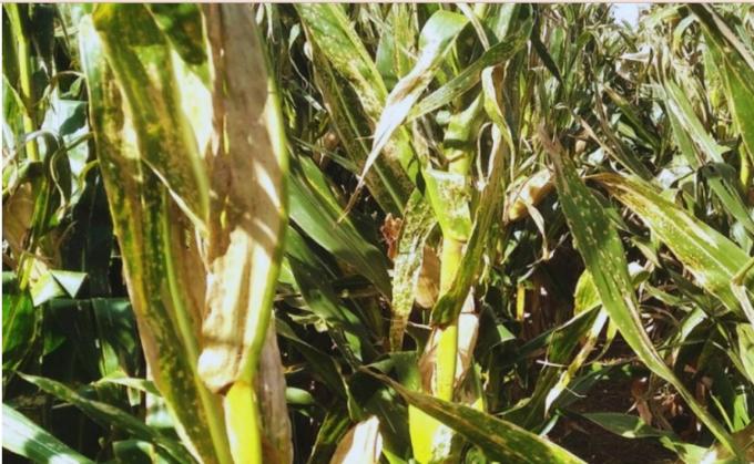 Enfermedades del maíz: las claves para anticiparse al riesgo