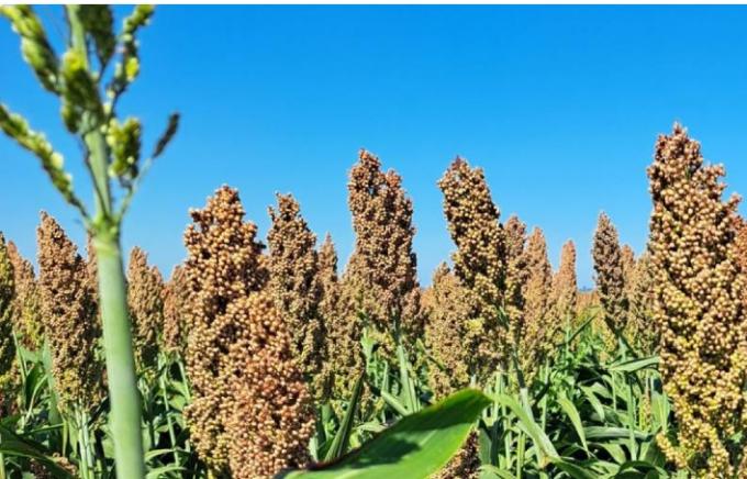 Sorgo: el híbrido y la densidad pueden aumentar la mancha por Bipolaris