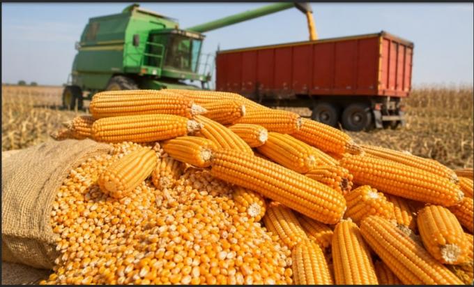 Maíz: el rally internacional y la oportunidad de diferir ventas
