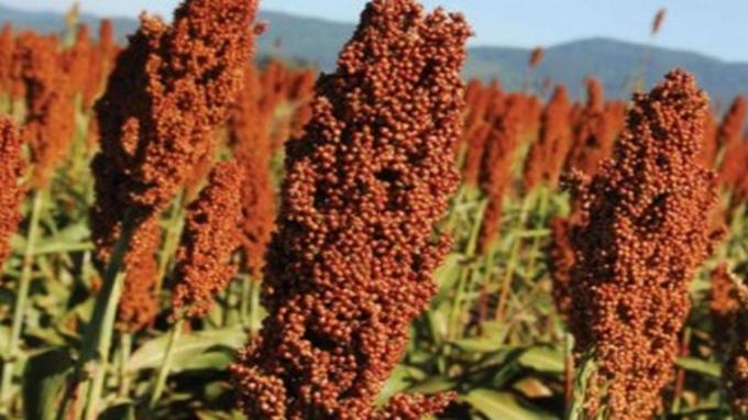 Sorgo 2026/27: genética para recuperar rindes y valor