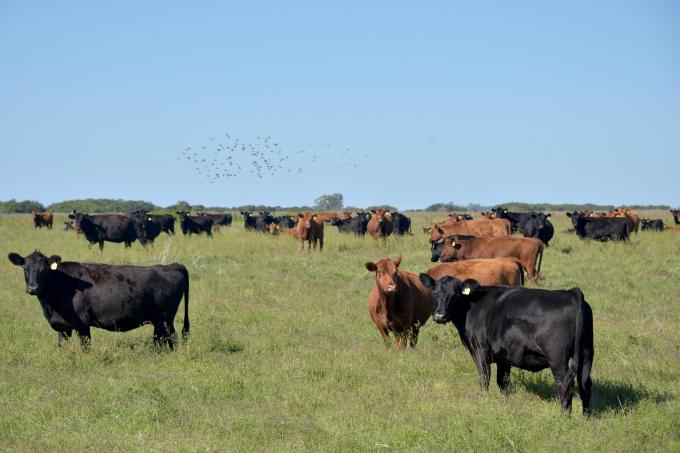 Créditos al agro: ya superan los $67.000 millones