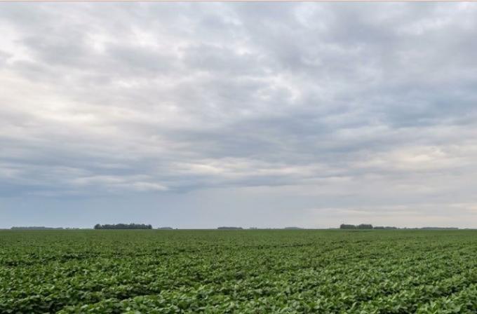 Campaña gruesa: El Niño cambia las reglas del manejo de lotes