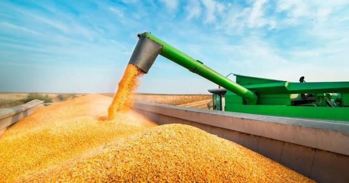 Maíz: el área sube y la cosecha apunta a 67,5 Mt
