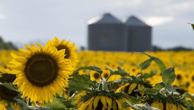 Girasol: la siembra 2026/27 ya cubre el 23,4% del área
