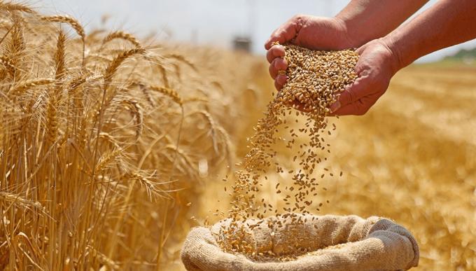 Trigo: el 95,9% del área está entre normal y excelente