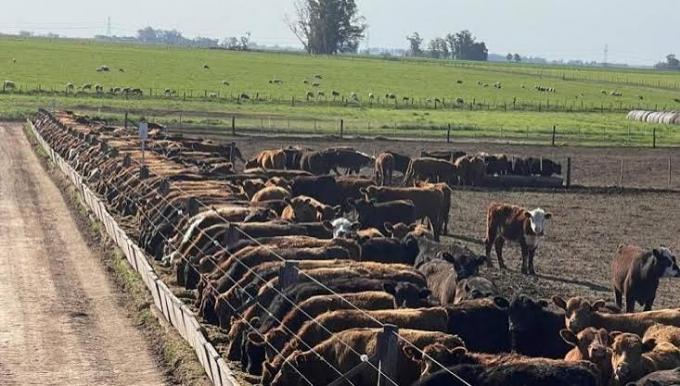 Feedlots récord: hay 2,08 millones de vacunos encerrados y podrían salir 1,6 millones hasta fin de año