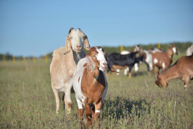 Carne caprina: las exportaciones dispararon más de 380% los ingresos