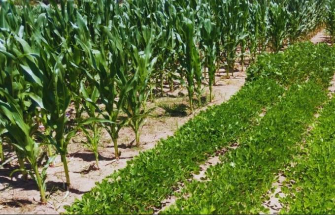 Maíz, sorgo, soja y maní: cómo responden al clima