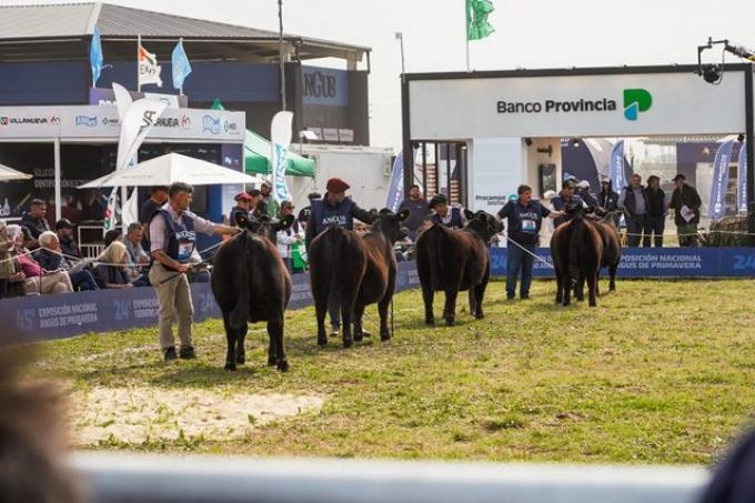 Semana Angus: 60.000 cabezas y 300 reproductores en Cañuelas