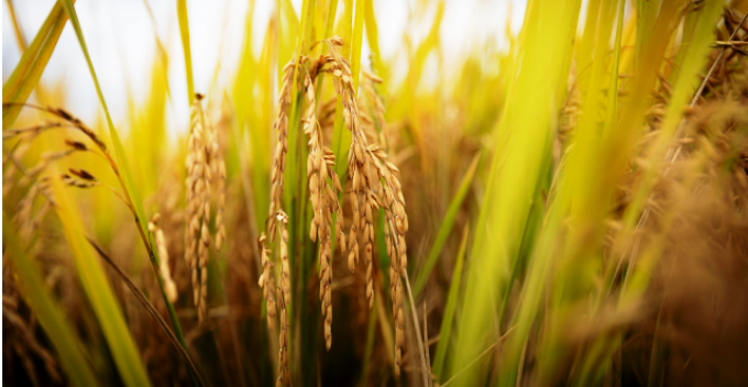 INASE incorpora IA para verificar variedades y pureza del arroz