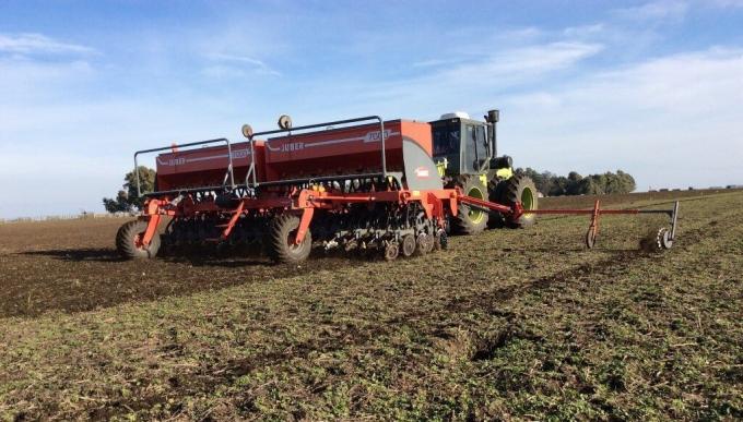 Trigo: la mitad del área ya está en encañazón o etapas posteriores