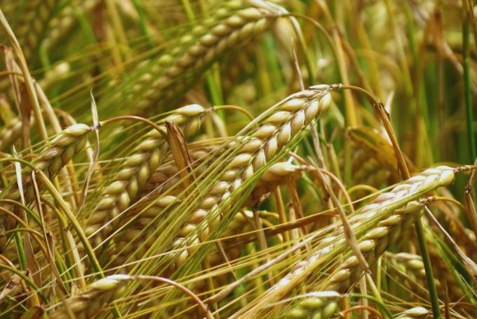 Cebada: el 76% del área está en macollaje y mantiene buen estado