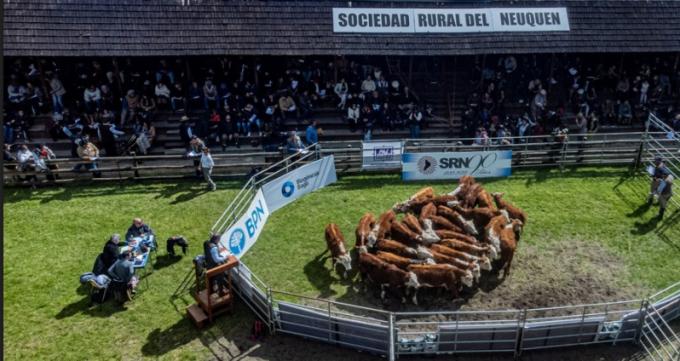 Expo Bovinos 2026: genética, remates y protagonismo joven en Neuquén