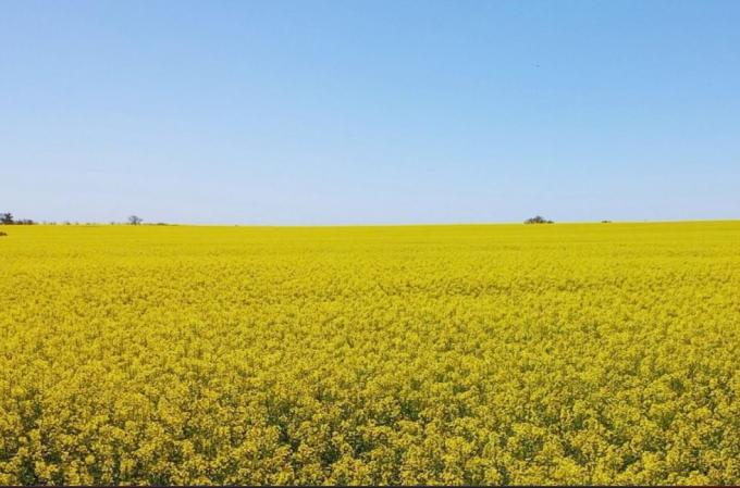 Colza, carinata y camelina ganan espacio para diversificar las rotaciones