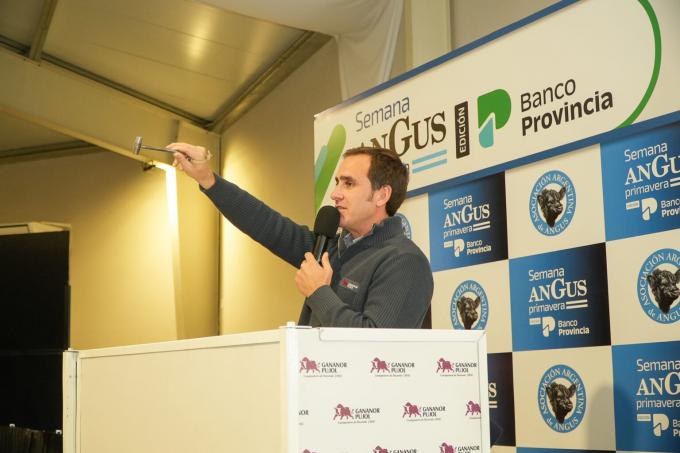 Gran debut de Gananor Pujol en la Semana Angus: remató 4.000 cabezas con agilidad
