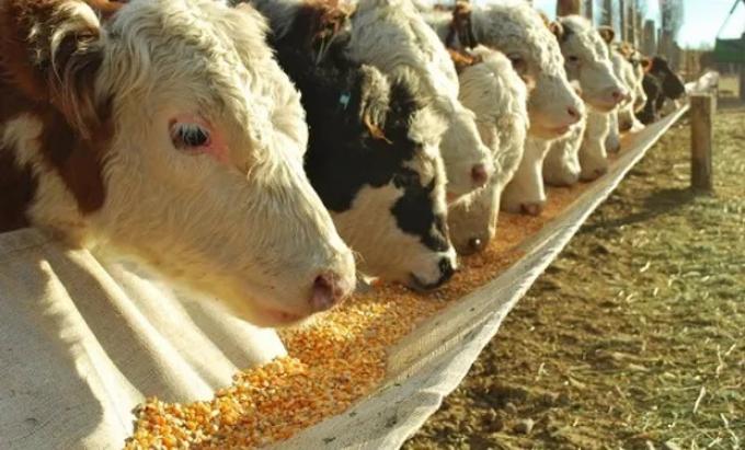 Nutrición animal: el consumo llegó a 35,1 millones de toneladas