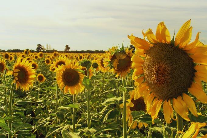 Girasol: la siembra 2026/27 ya cubre el 31,4% del área