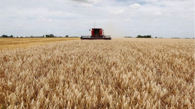 Trigo: el 94,6% del área mantiene una condición Normal a Excelente