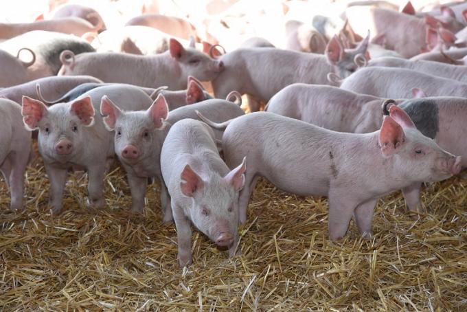 La producción porcina creció 12,4% y el consumo alcanzó un récord