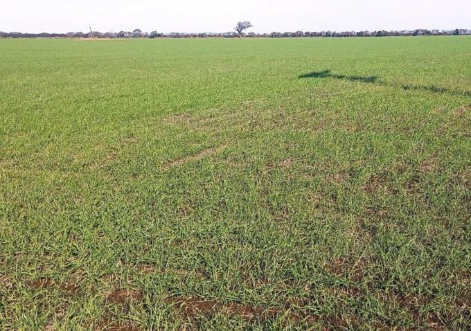 La campaña invernal avanza con buen estado de los cultivos y mira al clima