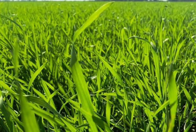 Santiago del Estero: trigo y garbanzo atraviesan una etapa crítica con contrastes hídricos y térmicos