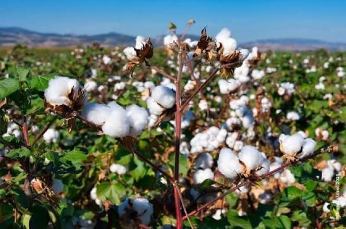 Algodón: finalizó la cosecha en el centro-norte de Santa Fe con 129.405 toneladas