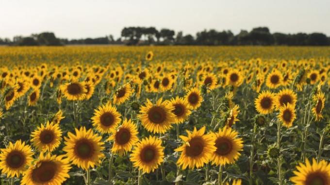 La siembra de girasol alcanzó el 32,9% del área proyectada