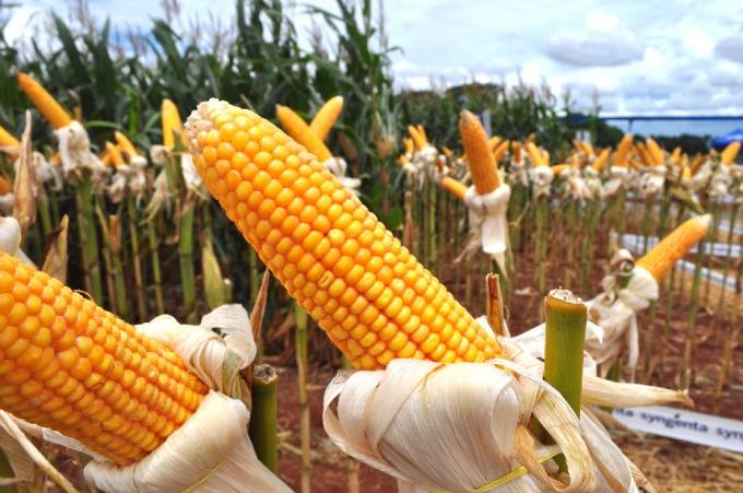 Fertilización balanceada en maíz: claves para maximizar el rendimiento y el retorno de inversión