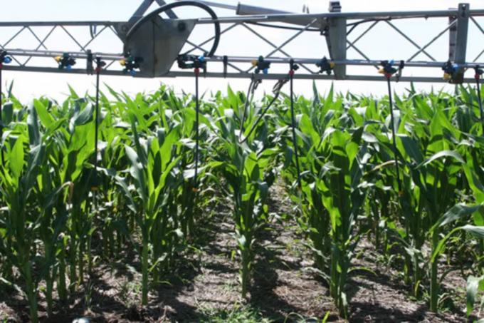 Maíz: cómo ajustar la fertilización y reducir pérdidas de nitrógeno