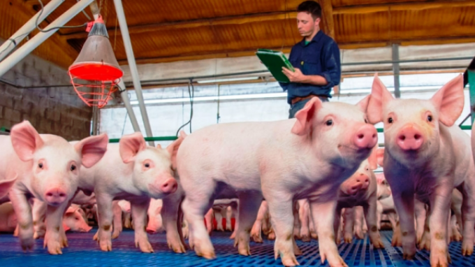 El negocio porcino gana espacio frente a la carne vacuna