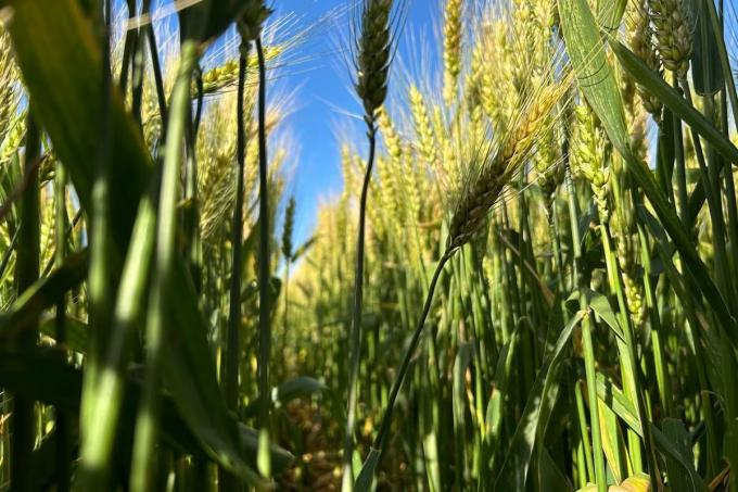 Fusariosis: el riesgo que amenaza al trigo con El Niño