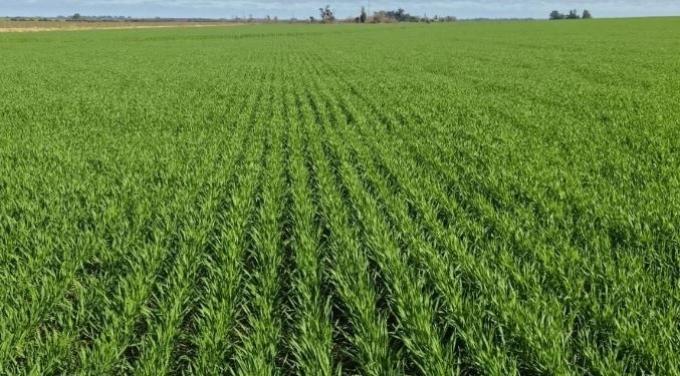 Trigo: Argentina ya comprometió 17,4 Mt de la campaña 2025/26