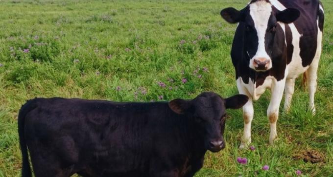 Beef on dairy: el tambo busca agregar valor con cruzamientos
