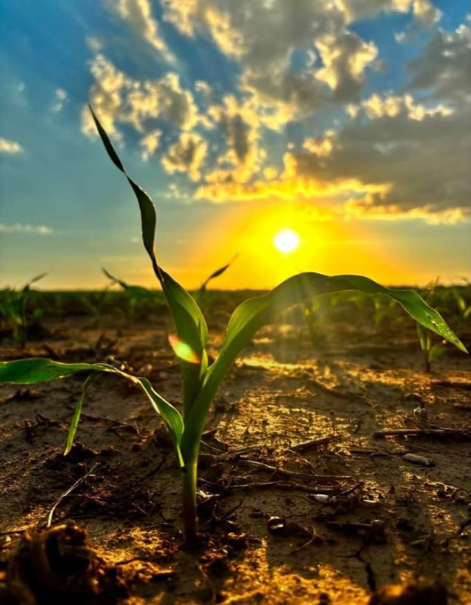 Campaña 2026/27: Córdoba espera mejores márgenes, pero el clima será clave