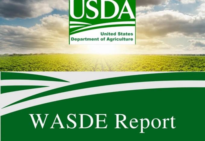 USDA: Argentina mantiene sus proyecciones de soja y maíz