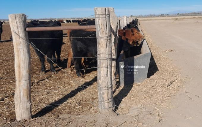 Feedlots: récord de animales encerrados y menos oferta de carne