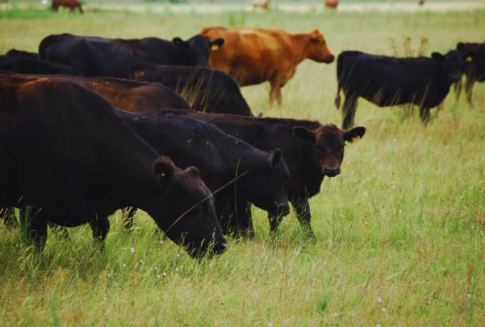 Ganadería: cómo mejorar la preñez y la rentabilidad del rodeo
