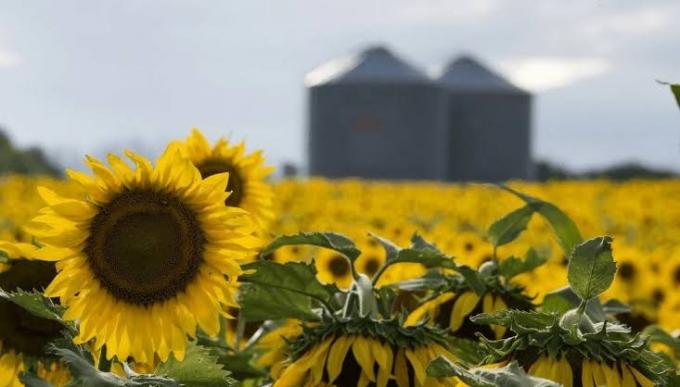Girasol 2026/27: la siembra alcanza el 41,9% del área prevista