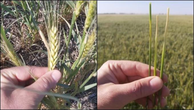 Trigo: las heladas y la falta de radiación amenazan los rindes
