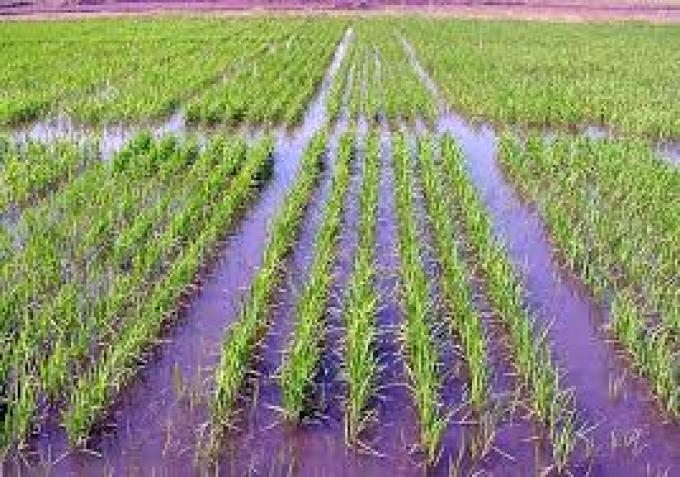 Arroz: la superficie sembrada cayó 12% en Argentina