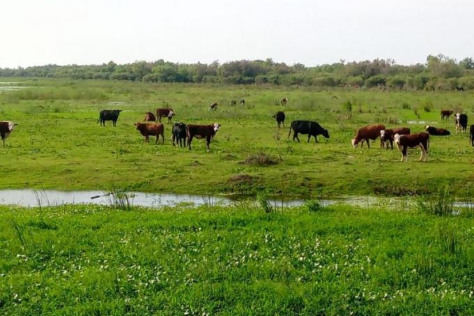Crecida del Paraná: claves para evacuar la hacienda a tiempo