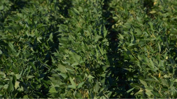 Argentina autorizó una nueva soja transgénica tolerante a herbicidas